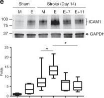 GAPDH Antibody (6C5cc) [DyLight 680]