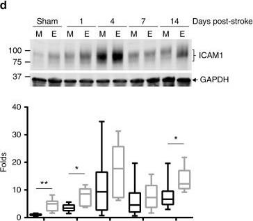 GAPDH Antibody (6C5cc) [DyLight 680]