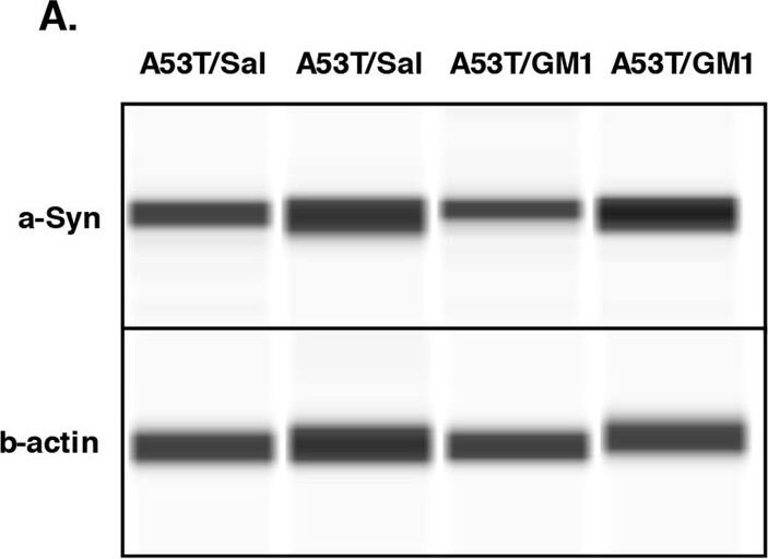 beta-Actin Antibody