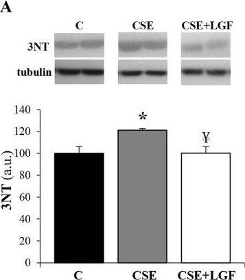 alpha Tubulin Antibody (YL1/2) - BSA Free