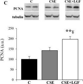 alpha Tubulin Antibody (YL1/2) - BSA Free