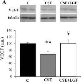alpha Tubulin Antibody (YL1/2) - BSA Free