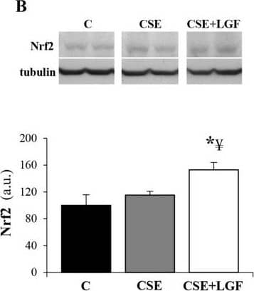 alpha Tubulin Antibody (YL1/2) - BSA Free
