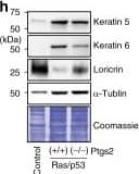 alpha Tubulin Antibody (YL1/2) - BSA Free