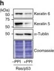 alpha Tubulin Antibody (YL1/2) - BSA Free