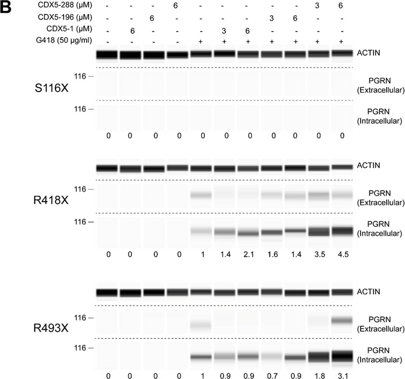 beta-Actin Antibody