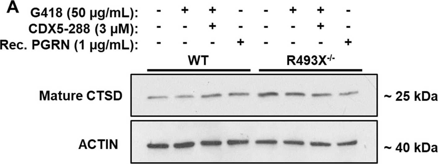 beta-Actin Antibody
