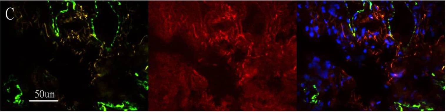 CD31/PECAM-1 Antibody (JC/70A) - BSA Free