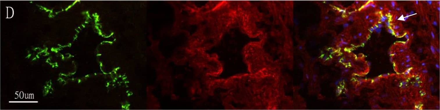 CD31/PECAM-1 Antibody (JC/70A) - BSA Free