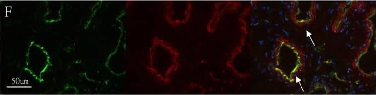 CD31/PECAM-1 Antibody (JC/70A) - BSA Free
