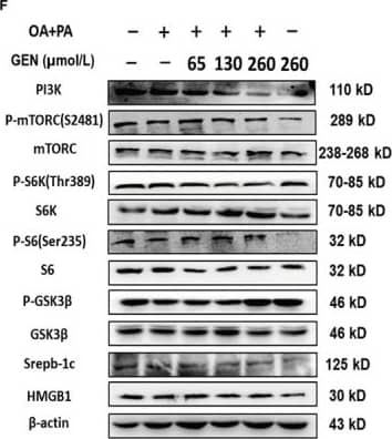 SREBP1 Antibody (2A4) - BSA Free