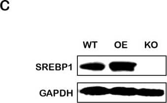 SREBP1 Antibody (2A4) - BSA Free
