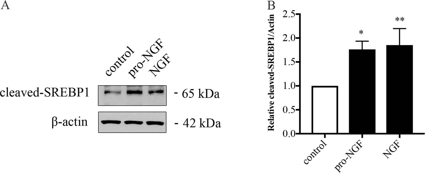SREBP1 Antibody (2A4) - BSA Free