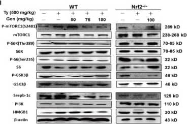 SREBP1 Antibody (2A4) - BSA Free