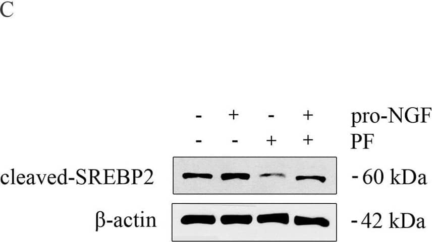 SREBP1 Antibody (2A4) - BSA Free
