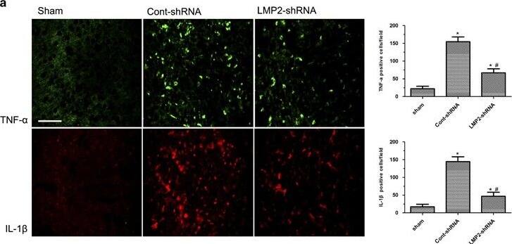 TNF-alpha Antibody