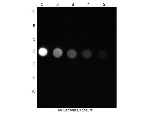 AKT1 [p Ser473] Antibody