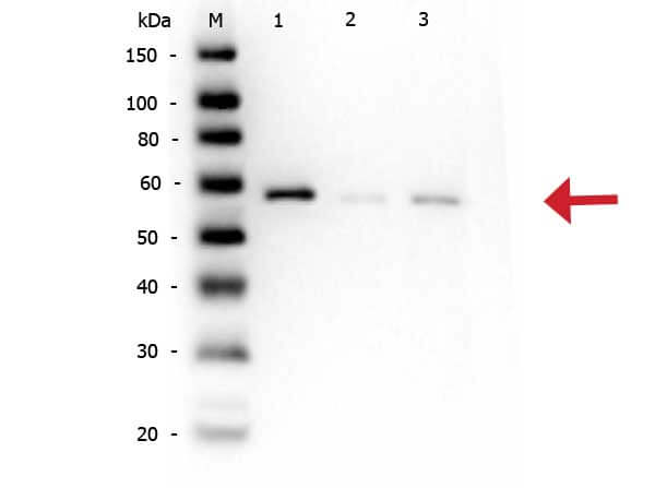 AKT1 [p Ser473] Antibody