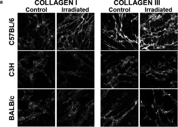 Collagen III alpha 1/COL3A1 Antibody