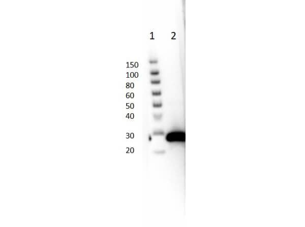 GFP Antibody (9F9.F9)