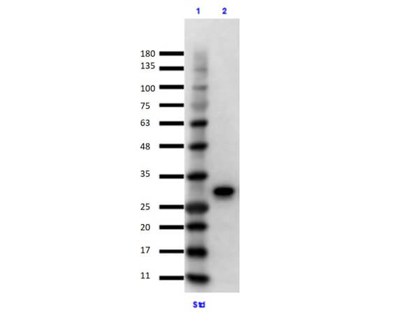GFP Antibody (9F9.F9)