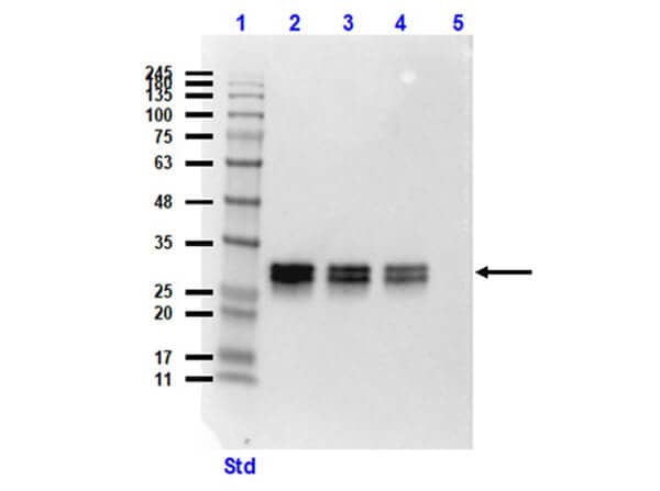 GFP Antibody (9F9.F9)