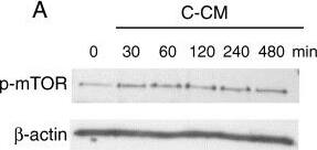 TOR/mTOR [p Ser2448] Antibody