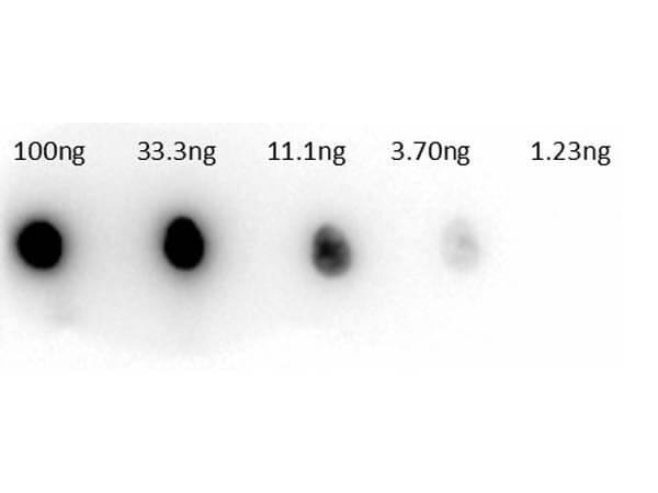 Carbonic Anhydrase II/CA2 Antibody [HRP]