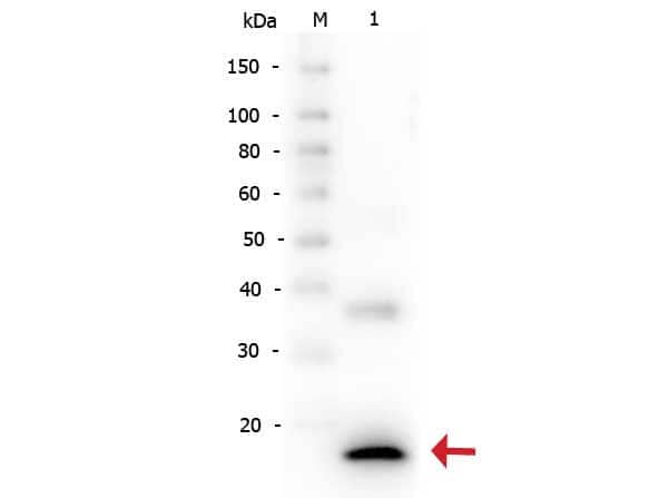 IL-1 beta/IL-1F2 Antibody