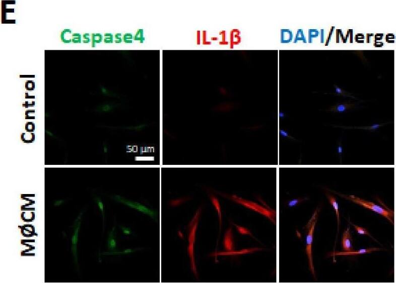 IL-1 beta/IL-1F2 Antibody - Azide and BSA Free