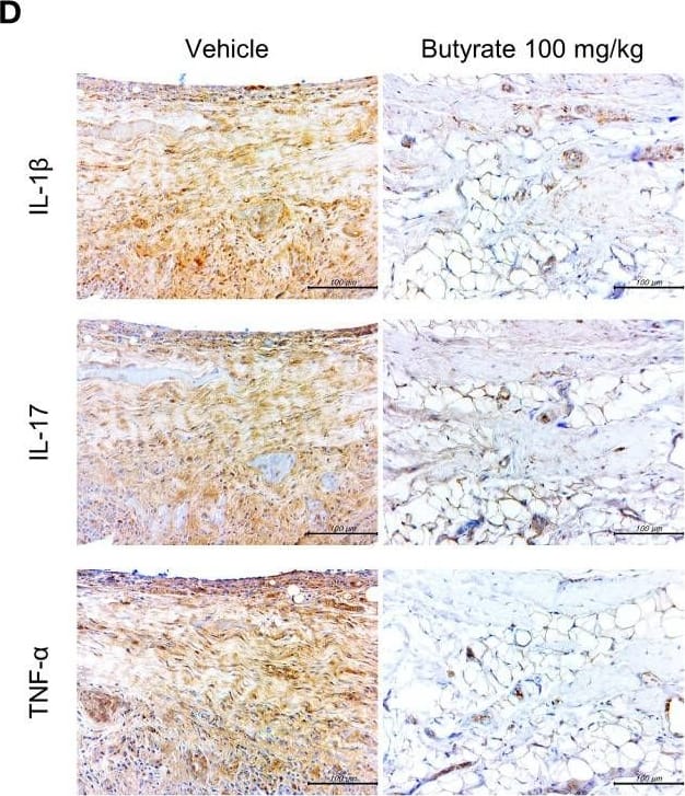 IL-1 beta/IL-1F2 Antibody - Azide and BSA Free