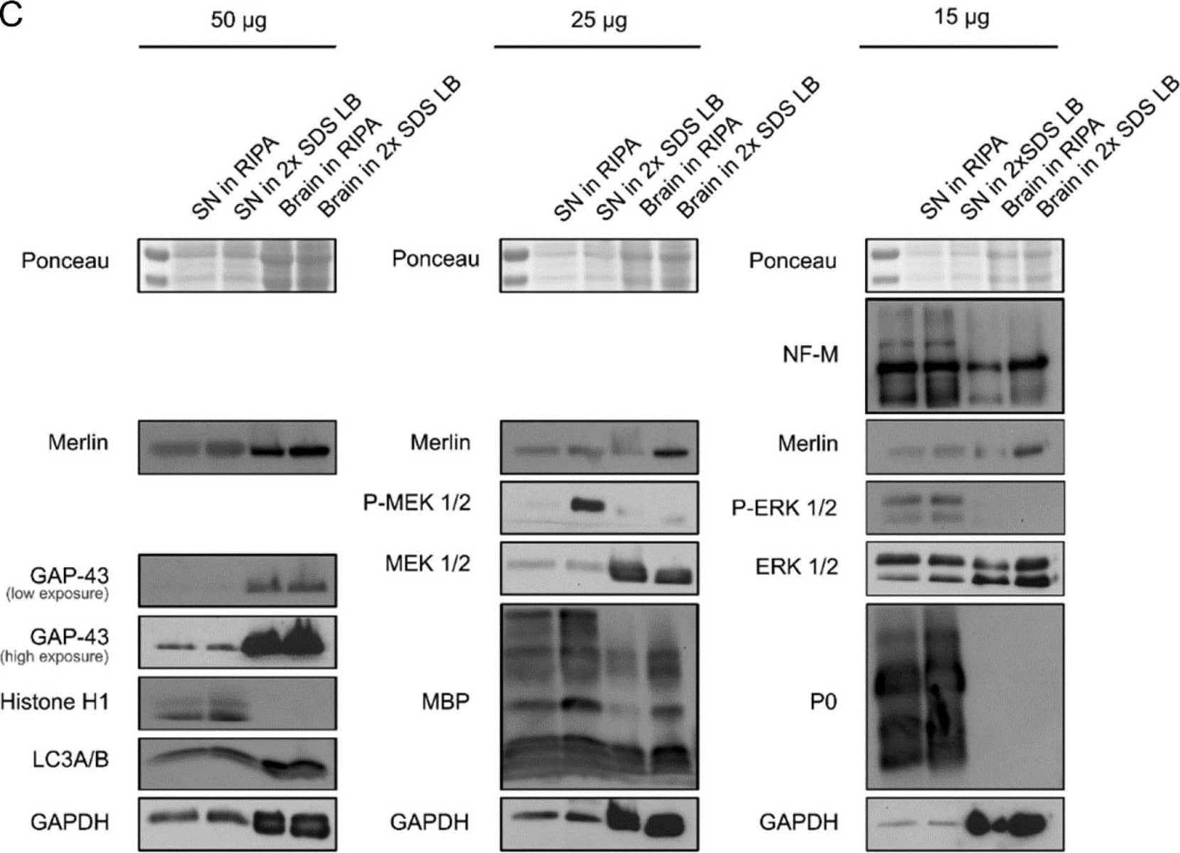 MBP Antibody (12) - BSA Free