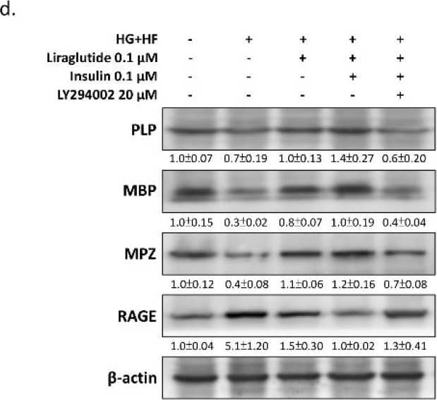 MBP Antibody (12) - BSA Free