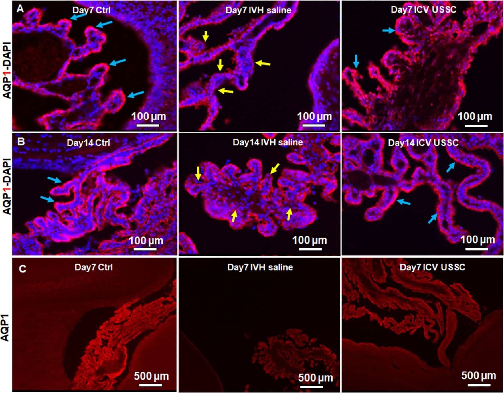 Aquaporin 1/AQP1 Antibody (1/A5F6)
