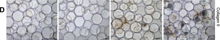 Collagen II Antibody (5B2.5) - BSA Free