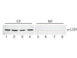 Lactate Dehydrogenase Antibody [HRP]