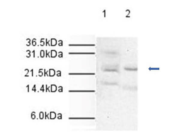 Apc10 Antibody