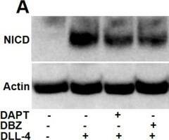 DLL4 Antibody - BSA Free