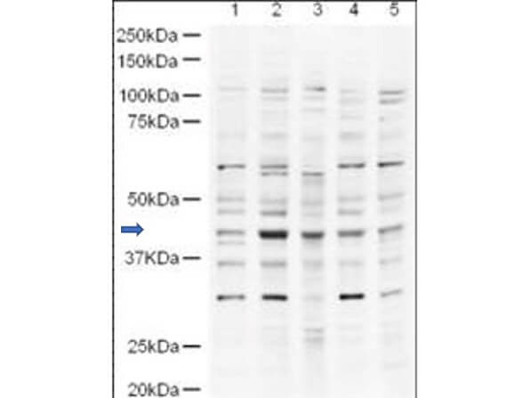 USP18 Antibody