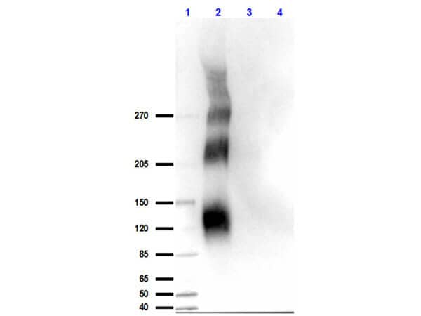DNA-PKcs [p Thr2609] Antibody