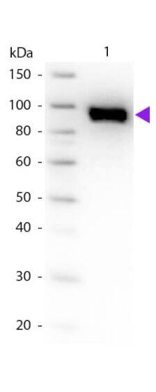 Plasminogen Antibody