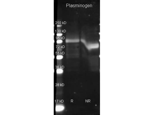 Plasminogen Antibody