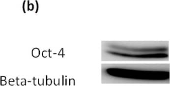 beta Tubulin Antibody - BSA Free