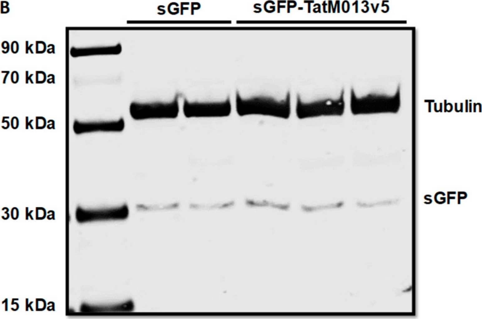 beta Tubulin Antibody - BSA Free