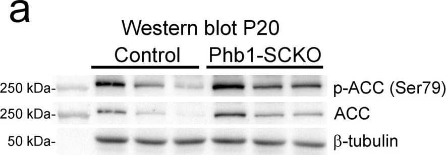 beta Tubulin Antibody - BSA Free