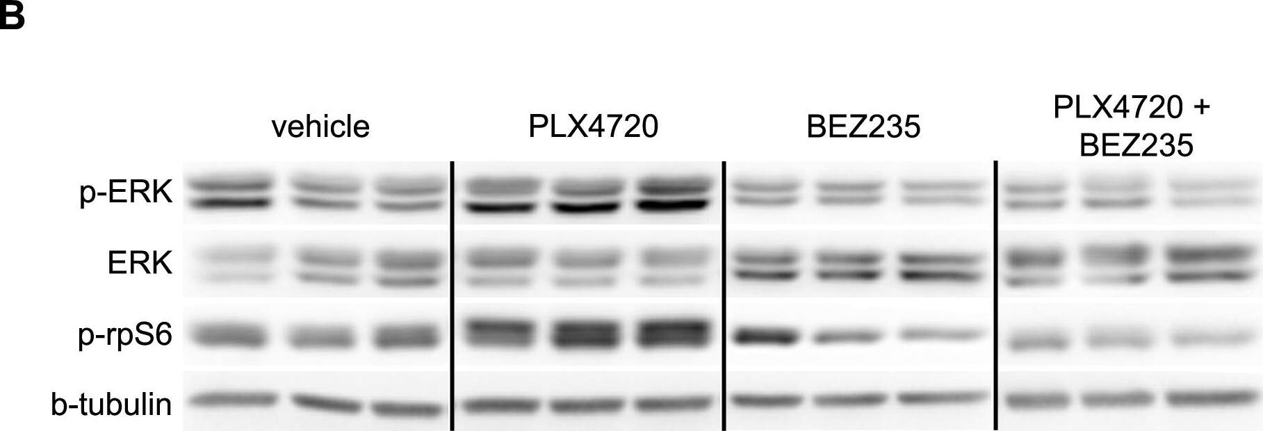 beta Tubulin Antibody - BSA Free