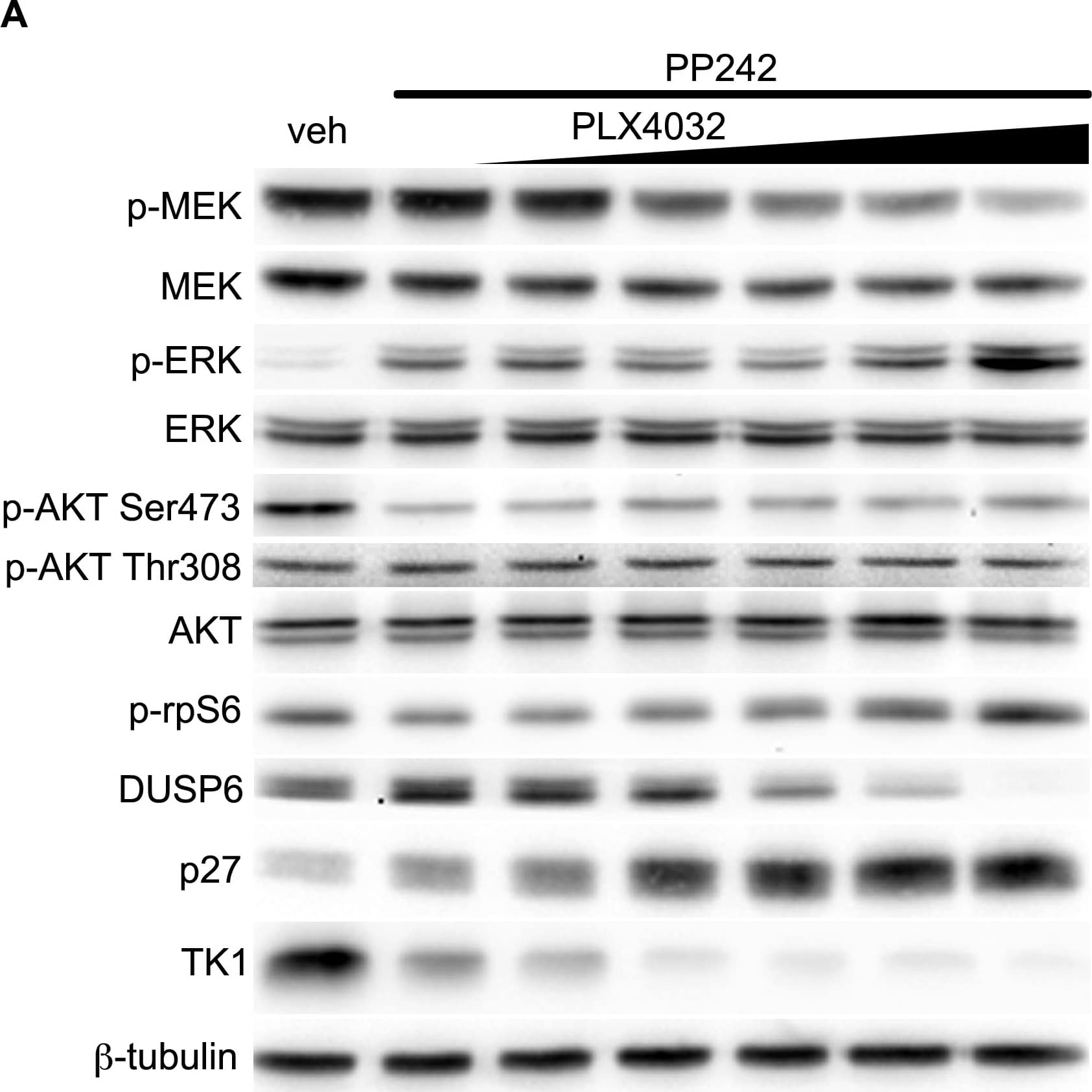 beta Tubulin Antibody - BSA Free