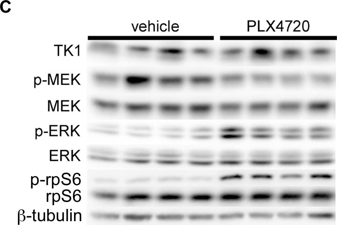 beta Tubulin Antibody - BSA Free