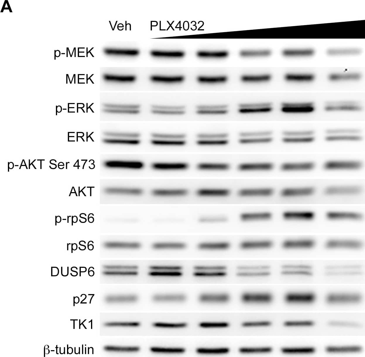 beta Tubulin Antibody - BSA Free