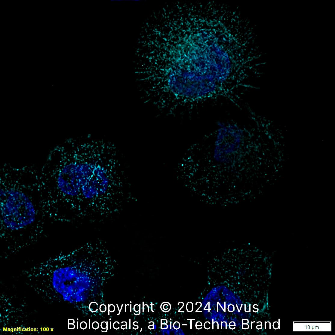 beta Tubulin Antibody [Alexa Fluor® 647]